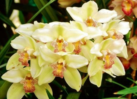 2_orchidea.jpg