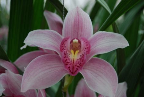 4_orchidea.jpg