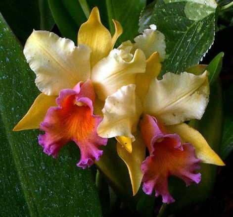 5_orchidea.jpg