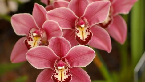 7_orchidea.jpg